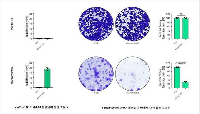 eCas12f1의 암 특이적 돌연변이 유전자 절단 활성 및 암세포 증식 감소 효과.