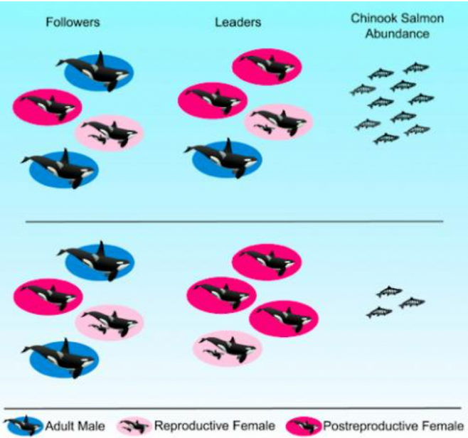 범고래무리가 연어를 사냥할 때 연어무리가 클 때(위)보다 작을(아래) 때 나이 든 암컷(빨간 원)이 더 주도적으로 참여한다. 예전 경험을 바탕으로 성공확률을 높이기 위해서다. 분홍 원은 젊은 암컷, 파란 원은 수컷이다. 커런트 바이올로지 제공