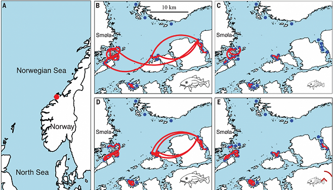 성체가 돼도 성장이 멈추지 않는 대구는 덩치가 클수록, 즉 나이가 많을수록 알을 훨씬 더 많이 만들 뿐 아니라 오랜 경험을 통해 최적의 산란지를 찾아다니며 분산해 낳는다. 노르웨이해의 대서양대구의 산란기 이동 궤적을 보여주는 지도로 덩치가 큰 암컷(위 가운데)이 작은 암컷(위 오른쪽) 보다 활동 반경이 훨씬 넓고 수컷도 마찬가지다(아래). 사이언스 제공