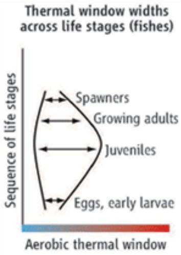 물고기가 온도 변화를 견디는 능력은 생애 단계에 따라 다르다. 즉 알이나 유생일 때 취약해 견디는 온도범위(thermal window)가 좁고 자라면서 점차 넓어지다가 나이가 들수록 다시 좁아진다. 그리고 알을 뱄을 때도 취약하다. 지구온난화로 인한 급격한 기후변화에 많은 종이 취약한 배경이다. 사이언스 제공