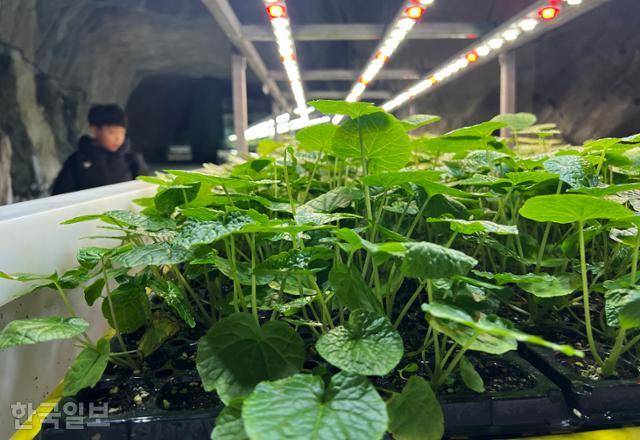 활옥동굴 내부의 고추냉이 농장.