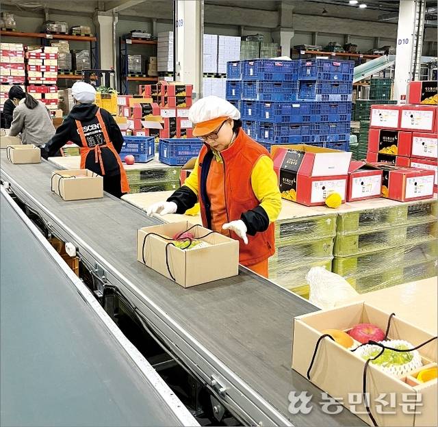 올 설에는 경기 침체 여파 등으로 일부 과일선물세트 판매가 다소 부진해 산지 우려를 자아냈다. 경기 농협안성농식품물류센터 소포장·전처리 작업장에서 직원 도영안씨(맨 오른쪽)가 과일선물세트 ‘샘플러 혼합 1호’의 포장작업을 마무리하고 있다.
