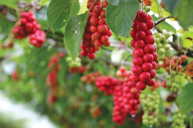 인제 오미자 [인제군 제공. 재판매 및 DB 금지]