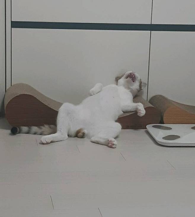 고양이 스크레쳐 구매후기.jpg