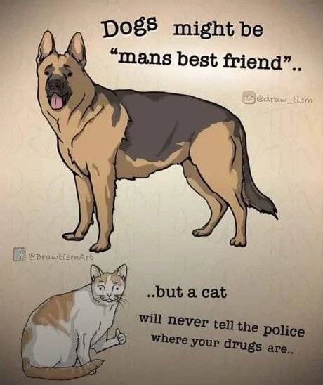 aLn1o2x_460swp.webp.ren.jpg 개가 가장 좋은 친구일 수 있지만 고양이는 그것보다