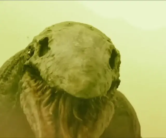 한국영화 오마주한 미국영화