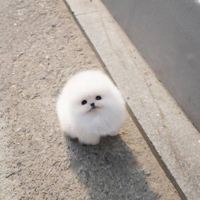 단팥 살짝 삐져나온 호빵.jpg