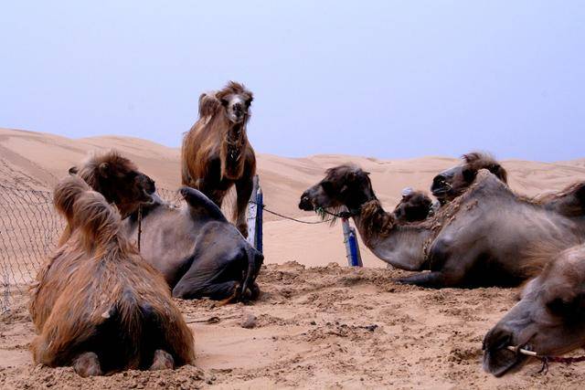 네이멍구자치구 바오터우 쿠부치 사막의 낙타. ⓒ최종명