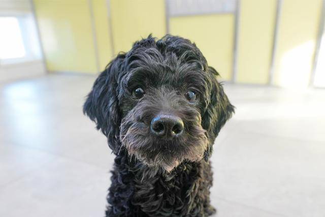 차분하고 조용한 성격의 깜돌이가 가족을 기다리고 있다. 동물자유연대 제공