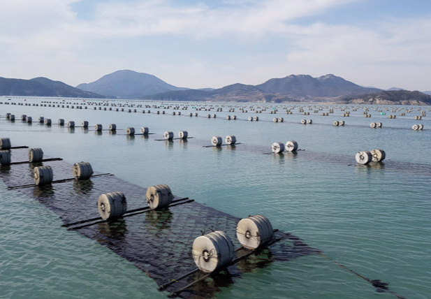 image.png "아이고 아까워서 어떡해"…국민 반찬 \'김\' 가격 오르는데 \'물김\' 버려지는 이유가