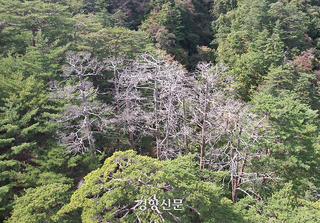 경북 울진 소광리 산림보호구역 내에서 고사한 금강소나무들. 녹색연합 제공