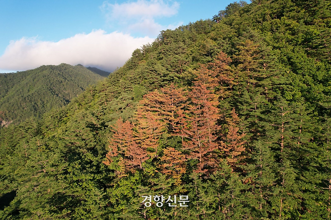 강원 삼척 산림보호구역 내에서 집단 고사한 금강소나무들. 녹색연합 제공