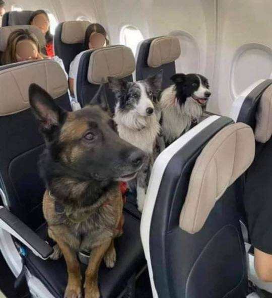 여객기 좌석에 탑승하고 있는 반려견. X캡처