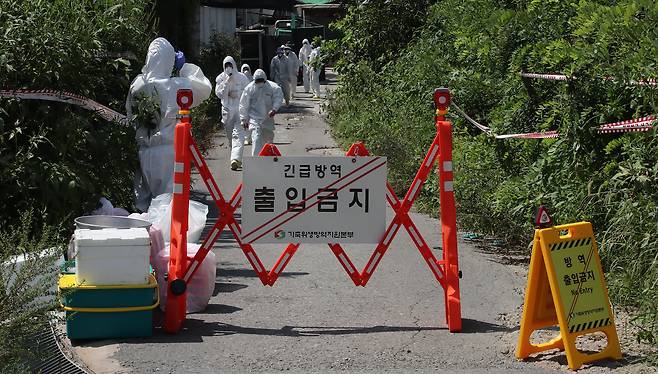 경기도 김포시 한 양돈농가에 아프리카돼지열병(ASF)이 발병해 방역 관계자들이 차량을 통제하고 방역작업을 하고 있다. 기사 내용과 관계없음 /뉴스1