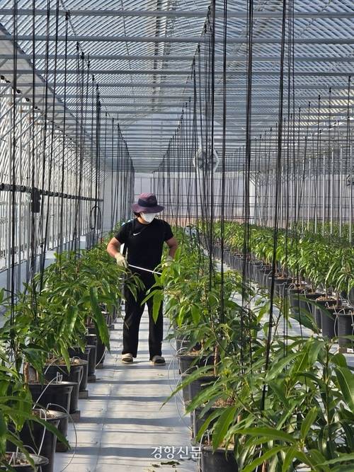 경기 양평에서 애플망고 농사를 시작하려는 김병연씨가 자신의 애플망고 온실에서 작업을 하고 있다. 본인 제공