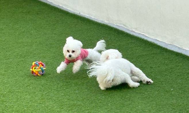 경북 안동에서 유환길씨가 기르는 강아지 뿌꾸가 애견운동장에서 뛰어놀고 있다.&nbsp;