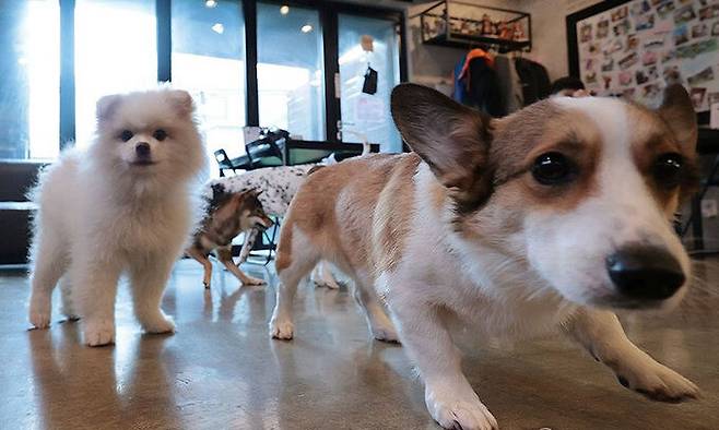 지난해&nbsp;서울 성북구의 우리동네 펫 위탁소에서 설&nbsp;명절 연휴 동안 맡겨진 반려견들이 즐거운 시간을 보내고 있다. 사진=연합뉴스