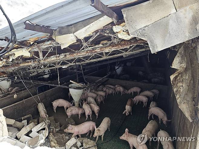 폭설에 완주 돼지농장 붕괴 (완주=연합뉴스) 대설특보가 발효된 28일 전북 완주군의 한 돼지농장이 눈의 무게를 이기지 못하고 무너졌다. 이번 붕괴로 돼지들은 피해를 보지 않았다. 2025.1.28 [전북자치도 제공. 재판매 및 DB 금지] sollenso@yna.co.kr