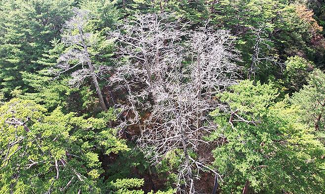 대왕소나무가 있는 울진 소광리 산림유전자원보호구역 내 집단 고사한 것으로 보이는 금강소나무 모습. 녹색연합 제공