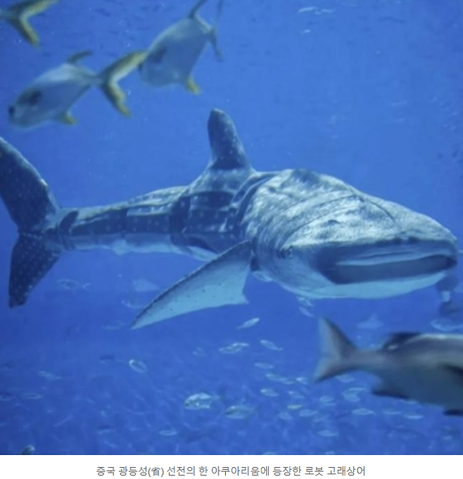 7581383450_44021718_bdcf417c3f6f5cf0a989d51f962c16fe.png 중국 아쿠아리움의 기묘한 고래상어.jpg