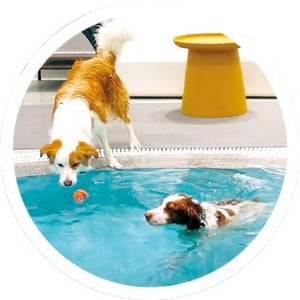 서울 청담동 놀로스퀘어의 반려견 비만 클리닉 프로그램.