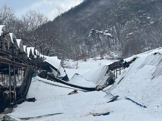 [완주=뉴시스]지난 3일간 내린 눈으로 전북 완주군 비봉면 젖소농장의 지붕이 내려앉아 파손됐다.(사진=전북자치도 제공)2025.01.30. *재판매 및 DB 금지