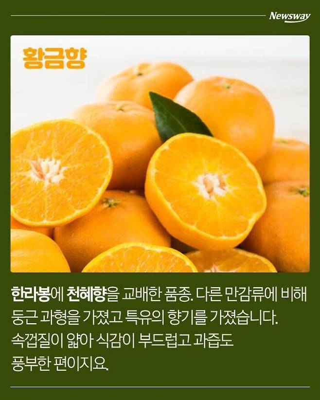 9c7ba4918eeaa21da27f60dc907d0c7f.jpg 한라봉, 천혜향, 레드향, 황금향의 차이