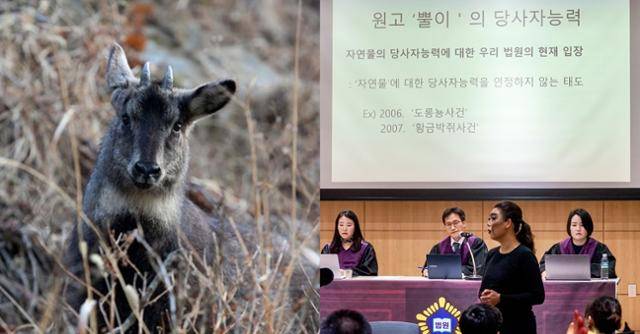 멸종위기 야생생물 1급이며 천연기념물인 산양(왼쪽 사진). 2018년 서울 마포구에서 열린 '설악산 산양이 제기한 케이블카 중지소송 모의법정'에서 연극인 윤주희씨가 산양 분장을 한 채 발언하고 있다. 연합뉴스·녹색연합 제공