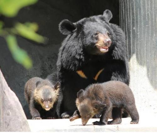 반달가슴곰. [헤럴드DB. 본 기사와 관련 없음]