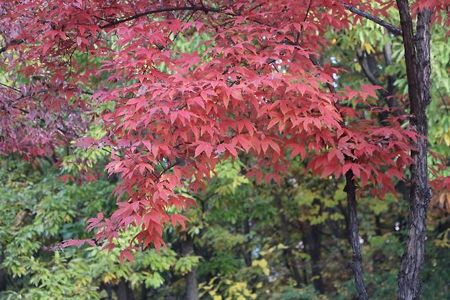 복자기 단풍과 수피.
