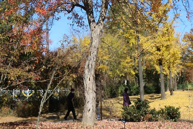 중국단풍 단풍과 수피.