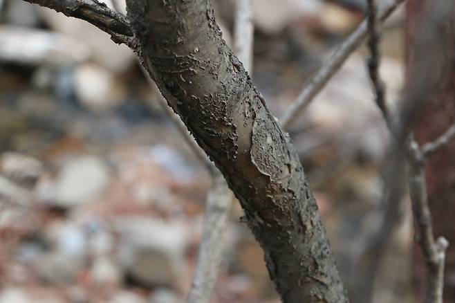 다릅나무 수피. 얇게 벗겨지면서 도르르 말리는 것이 특징이다.