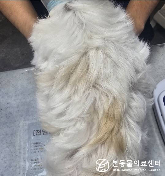 갑상선기능저하증 치료로 탈모 증상이 개선돼 풍성한 털을 되찾은 보니(본동물의료센터 제공) ⓒ 뉴스1