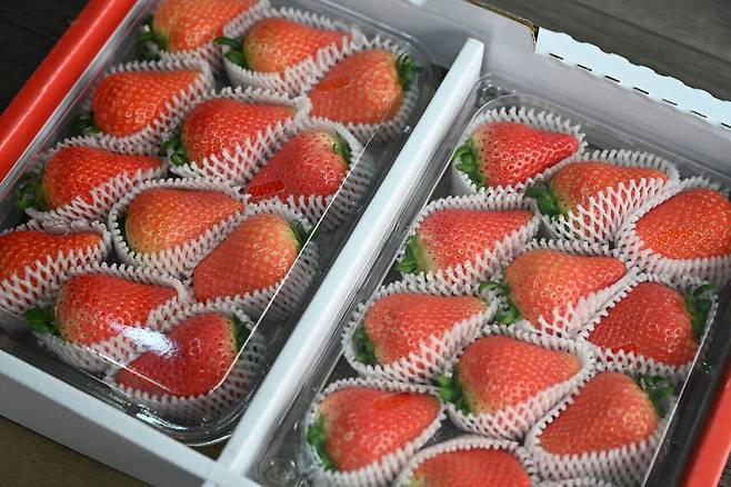 출하를 앞둔 홍성 딸기. 홍성군 제공.