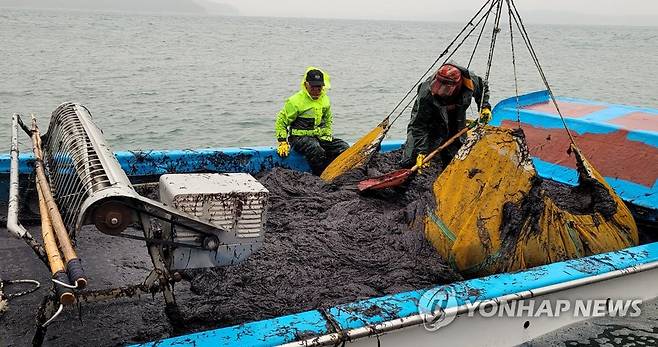 태안 앞바다 물김 [연합뉴스 자료사진]