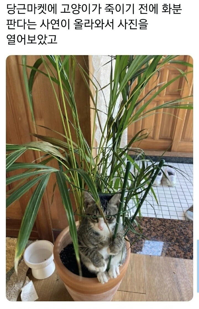 image.png 고양이 때문에 화분 판다는 당근마켓 사연