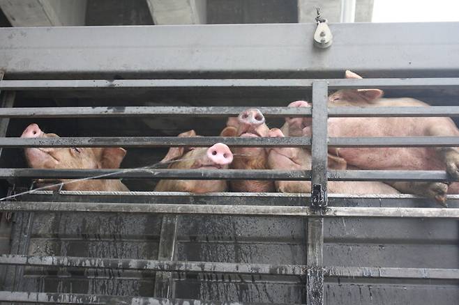 지난 2020년 경기도 화성시 한 도축장으로 실려온 돼지들. 김지숙 기자