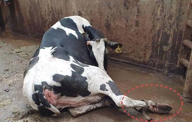 ‘앉은뱅이 소’는 농장에서부터 가죽끈에 다리가 묶여 실려오기도 했다. 이런 소는 우선적으로 의식을 소실시키거나 이동 때 깔개를 제공해야 한다고 전채은 대표는 주장했다. 전채은 제공