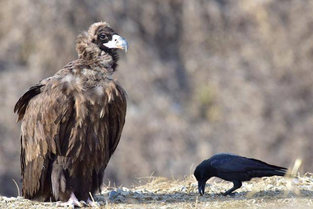 독수리는 하늘의 제왕으로 불리지만 실제로는 까마귀나 까치의 눈치를 본다. 작은 새들이 몰려들어 깃털을 뽑아내면 비행하는 데 그만큼 손실이 생기기 때문이다. 충남야생동물구조센터 제공