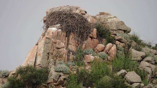 독수리의 번식지인 몽골 바가가즈링촐로 지역 둥지의 모습. 독수리자연학교 제공