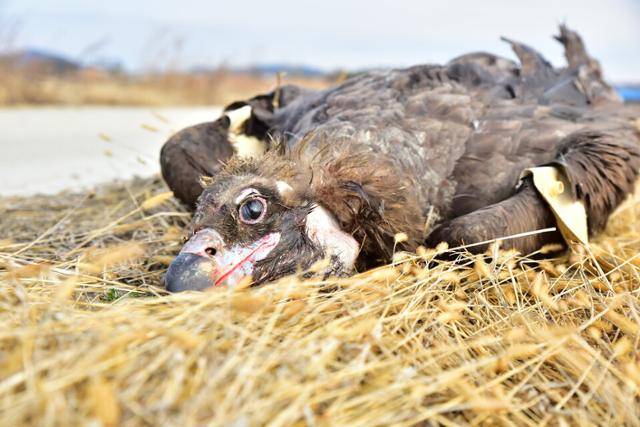 농약에 중독돼 몸을 움직이지 못하고 있는 독수리. 충남야생동물구조센터 제공