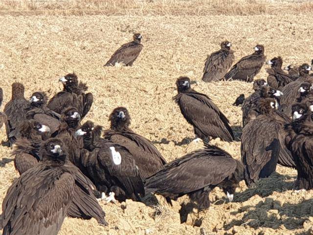 FN이라는 윙태그를 단 독수리가 무리에 섞여 있는 모습. 이 독수리는 2019년부터 겨울을 나기 위해 경남 고성군 독수리 식당을 찾고 있다. 독수리자연학교 제공