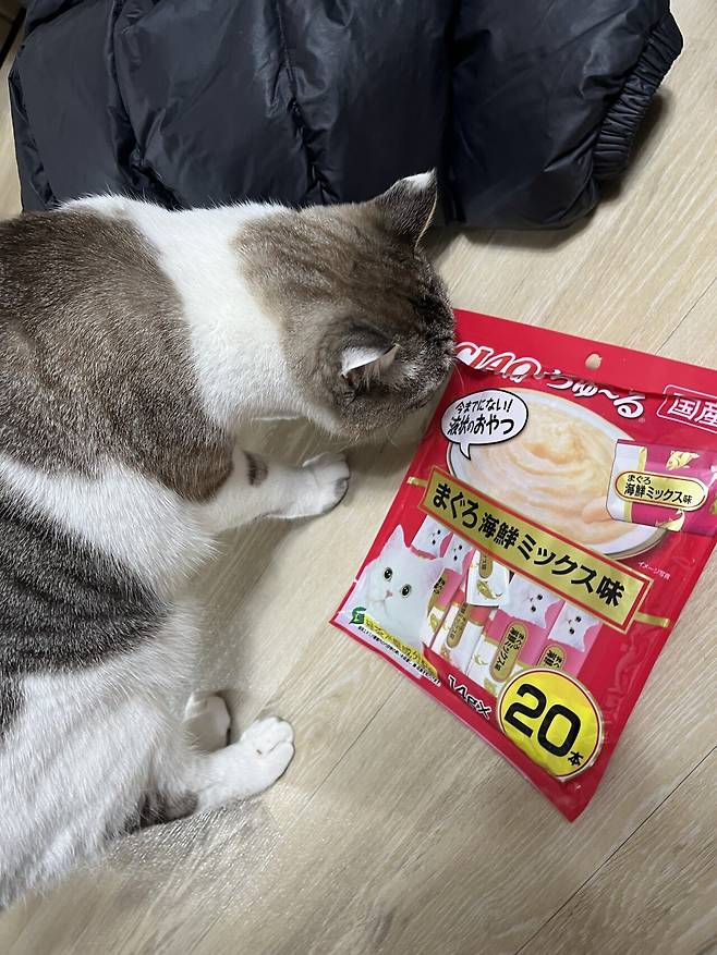 우리 몽실이 보고가세용