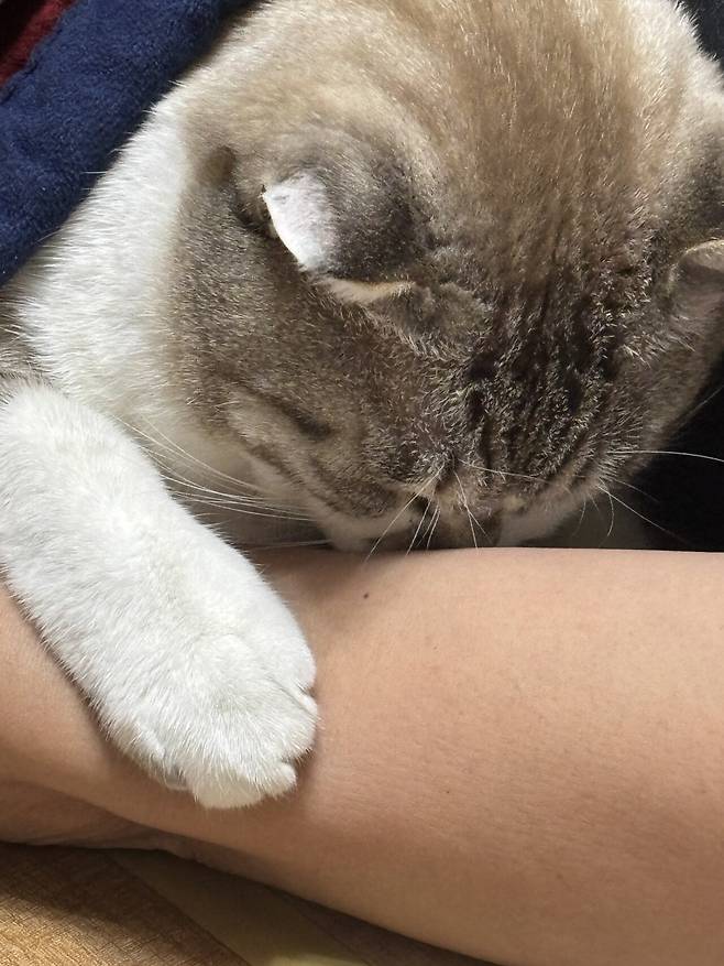 우리 몽실이 보고가세용