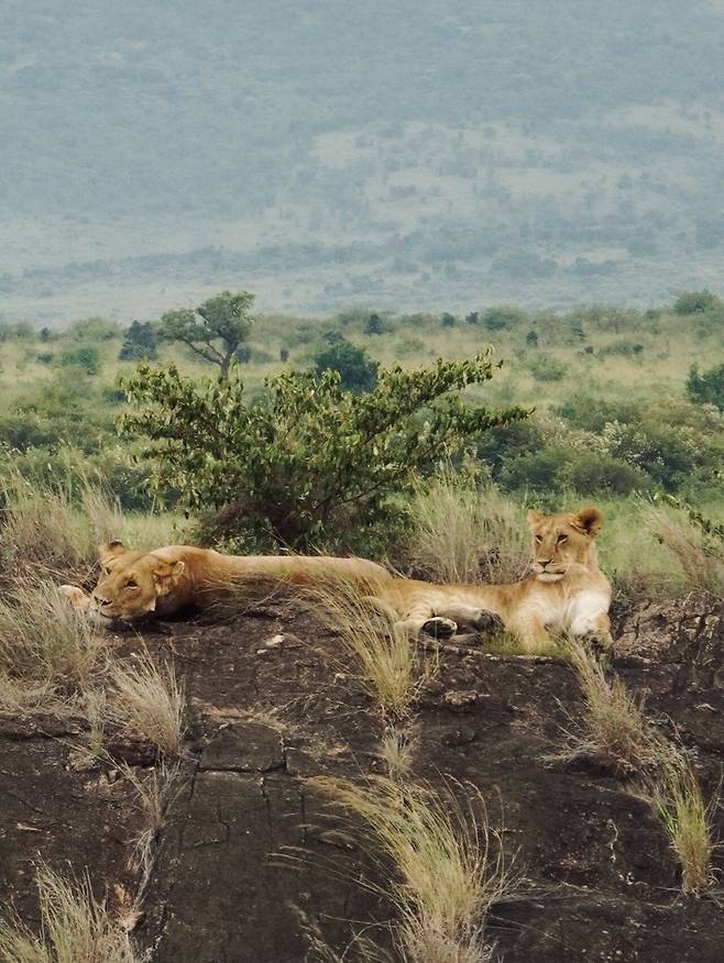 DSC06547.jpeg 설 연휴에 다녀온 케냐 사진