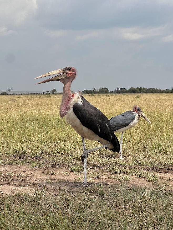 IMG_9652.jpeg 설 연휴에 다녀온 케냐 사진