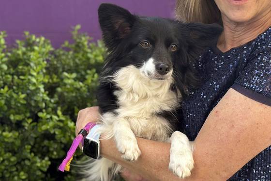 Cynthia Hornor poses with Nimble, the first mixed-breed dog ever to win the Westminster Kennel Club dog show's agility competition, at the USTA Billie Jean King National Tennis Center in New York, May 13, 2024. [AP/YONHAP]