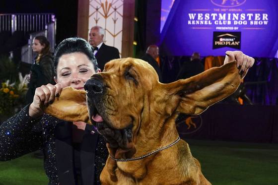 Heather Helmer poses for photographs with Trumpet, a bloodhound, after Trumpet won best in show at the 146th Westminster Kennel Club Dog Show, June 22, 2022, in Tarrytown, N.Y. [AP/YONHAP]