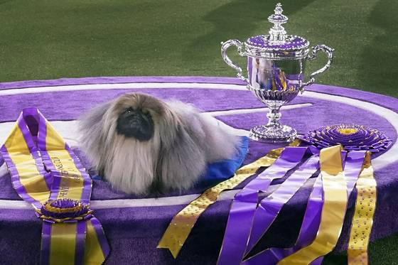 Wasabi, a Pekingese, rests on the winner's podium with its trophy and ribbons after winning Best in Show at the Westminster Kennel Club dog show, June 13, 2021, in Tarrytown, N.Y. [AP/YONHAP]