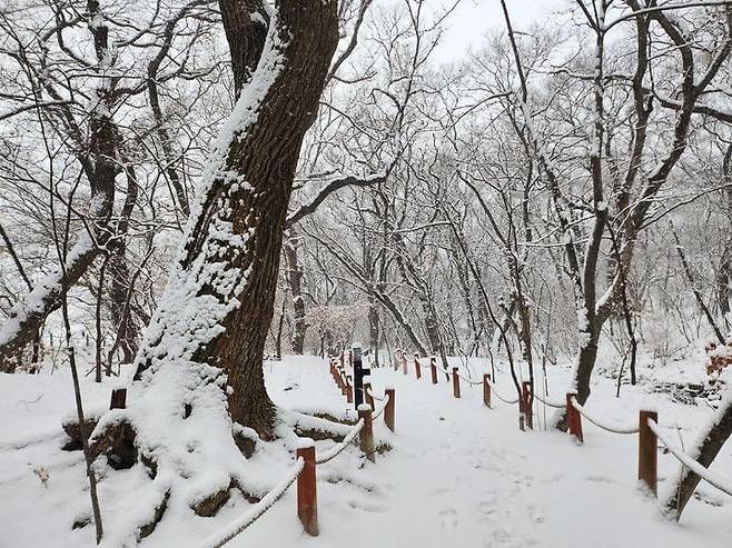 [함양=뉴시스] 서희원 기자 = 7일 오전 9시께 경남 함양군 일대는 새벽부터 눈이 내려 온통 하얀 세상이다. 함양읍을 비롯해 상림 숲 등 곳곳에 눈이 내려 아름다운 풍경을 자아내고 있다. 2025.02.07. shw1881@newsis.com *재판매 및 DB 금지